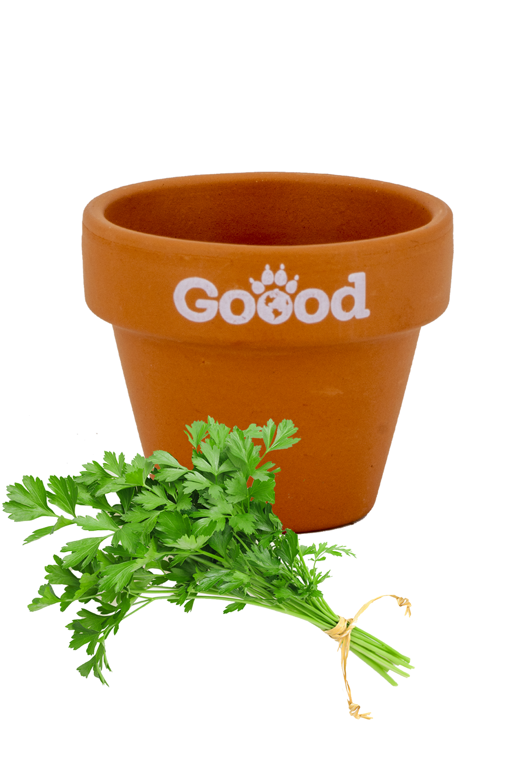 Goood organic parsley clay pot